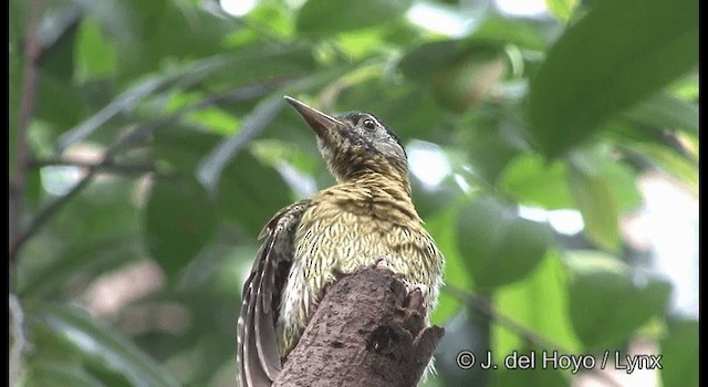 Laced Woodpecker - ML201371311