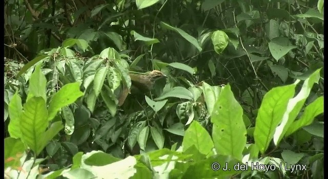 Straw-headed Bulbul - ML201371321