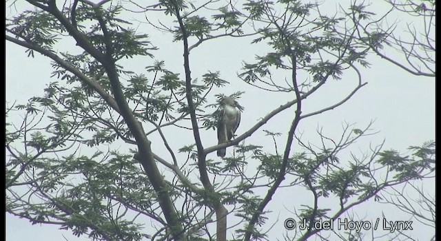 Aigle huppé (groupe limnaeetus) - ML201371341