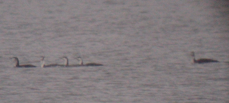 Red-throated Loon - ML20137141