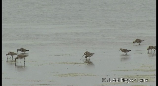 Bar-tailed Godwit (Siberian) - ML201371571