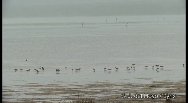 Bar-tailed Godwit (Siberian) - ML201371581