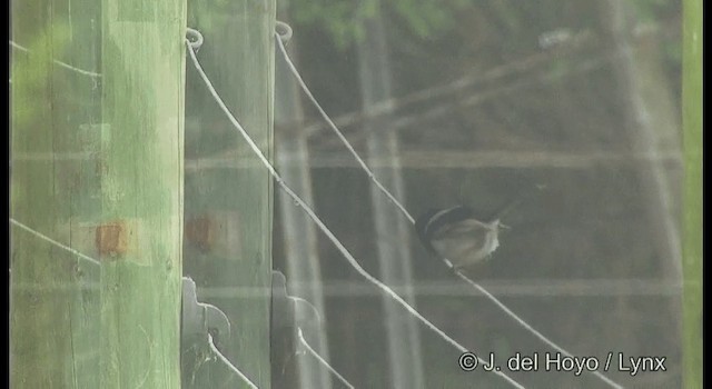 Superb Fairywren - ML201371591