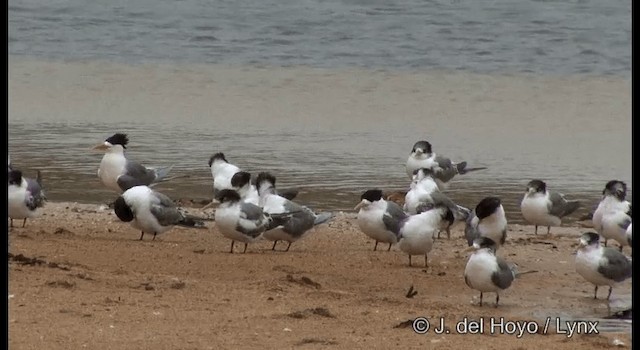 Great Crested Tern - ML201371611