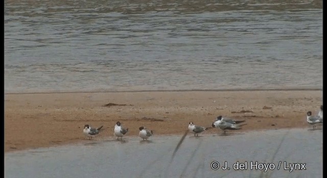 Great Crested Tern - ML201371621