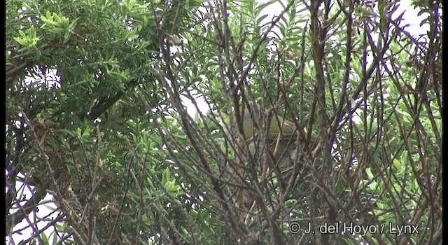 Graumantel-Brillenvogel - ML201371631