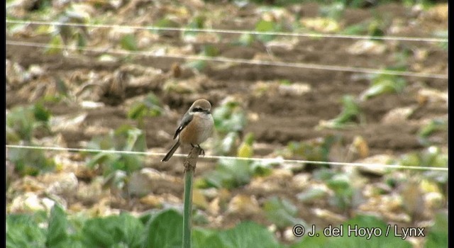 Pie-grièche bucéphale - ML201371691