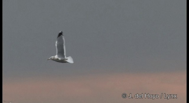 Herring Gull (Vega) - ML201371731