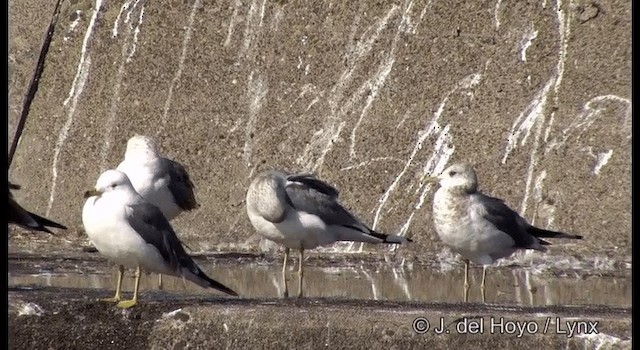 Common Gull (Kamchatka) - ML201371751