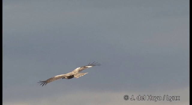 黑鳶(lineatus/formosanus) - ML201371881