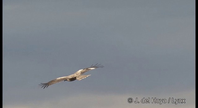 黑鳶(黑耳) - ML201371881