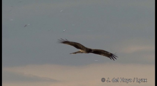 黑鳶(lineatus/formosanus) - ML201371891