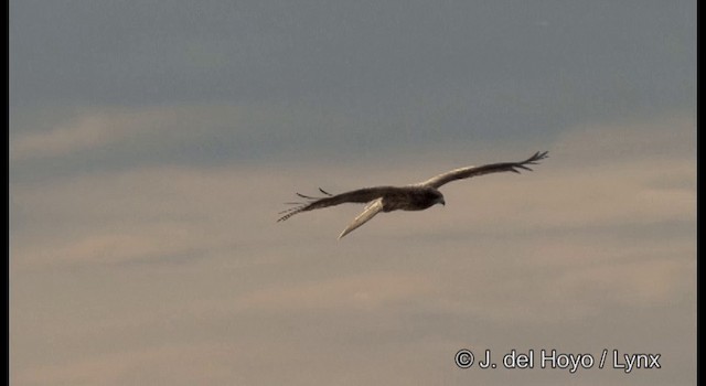 黑鳶(lineatus/formosanus) - ML201371901