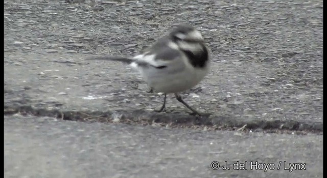 White Wagtail (Black-backed) - ML201371911