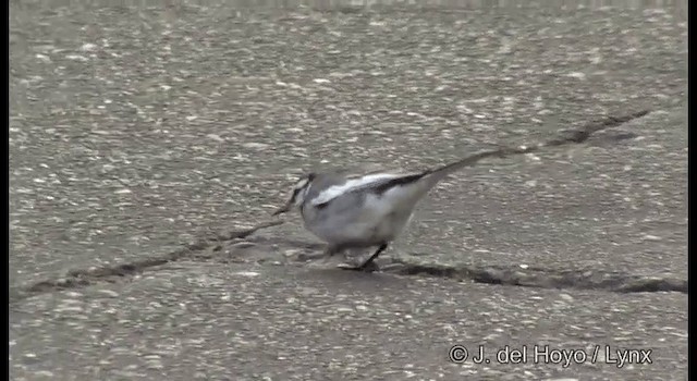 White Wagtail (Black-backed) - ML201371921