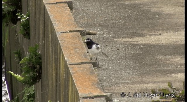 Japanese Wagtail - ML201371931