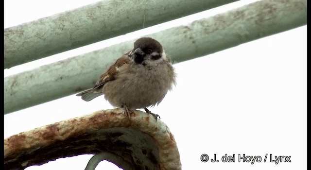 Eurasian Tree Sparrow - ML201371941