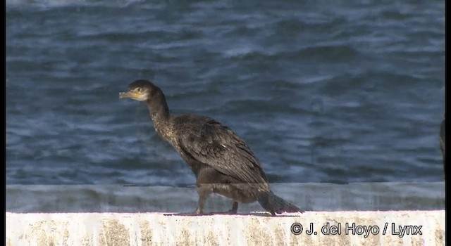 Japanese Cormorant - Phalacrocorax capillatus - 搜尋影音 Japanese Cormorant - Phalacrocorax capillatus - 搜尋影音