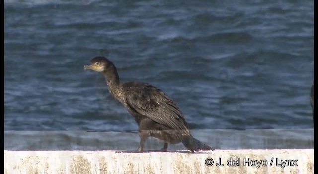 Japanese Cormorant - ML201371951