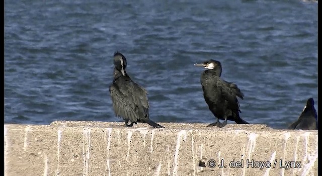 Cormoran de Temminck - ML201371961