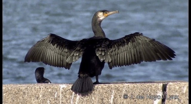 Cormoran de Temminck - ML201371971