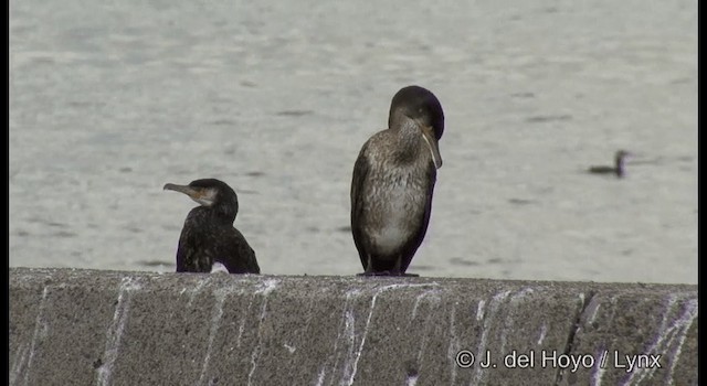 Cormorán Japonés - ML201371981