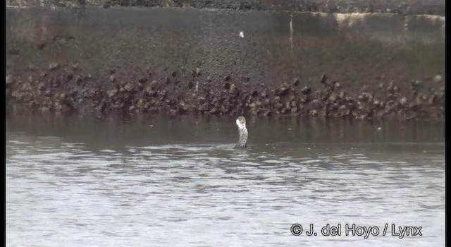 Cormorán Japonés - ML201371991