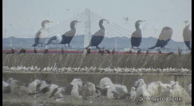 Japankormoran - ML201372001