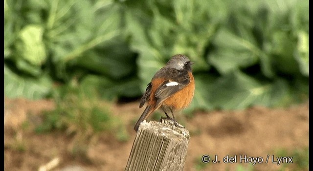 Daurian Redstart - ML201372021