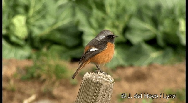 Daurian Redstart - ML201372031