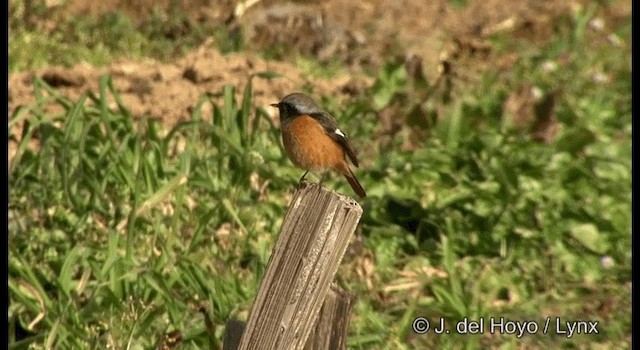 Daurian Redstart - ML201372041