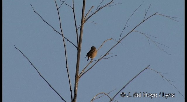 Oriental Greenfinch - ML201372091