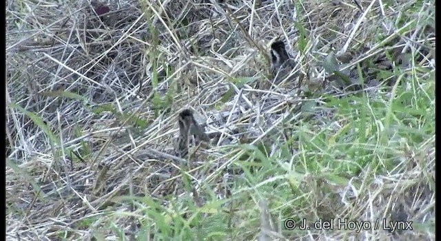 Meadow Bunting - ML201372111