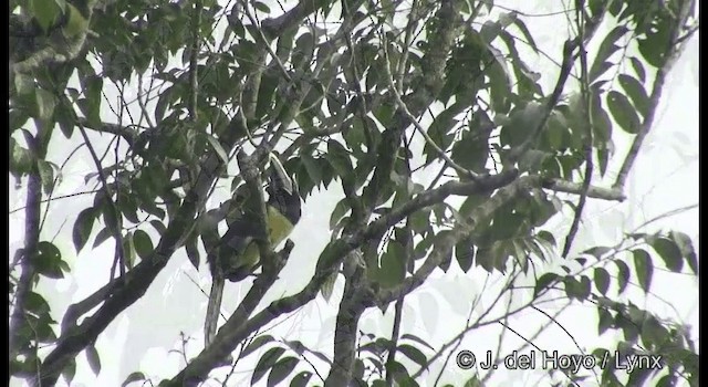 Black-necked Aracari - ML201372161