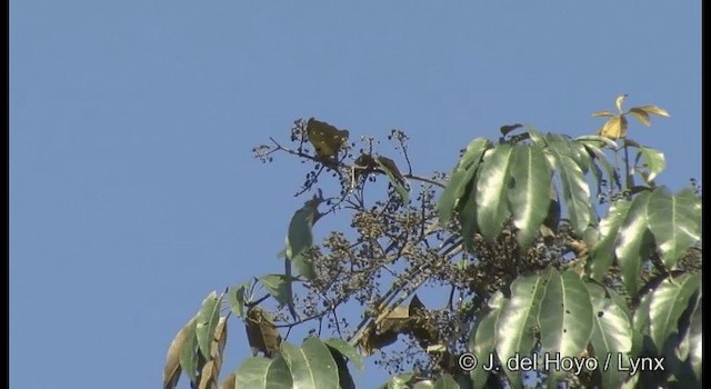 arassari červenokrký (ssp. sturmii) - ML201372181