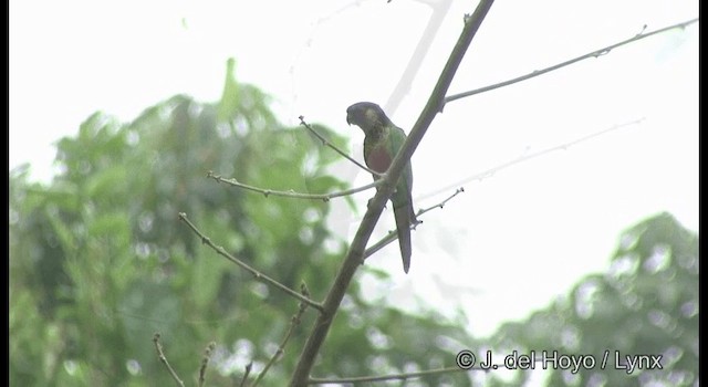 サンタレンウロコインコ（amazonum） - ML201372201