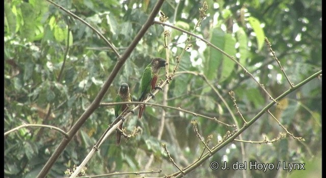 Conure de Hellmayr (amazonum) - ML201372211