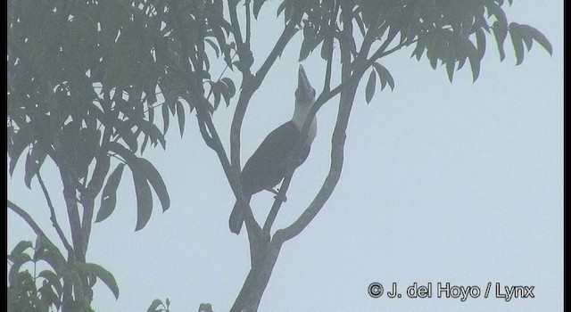 Toucan à bec rouge (cuvieri/inca) - ML201372221
