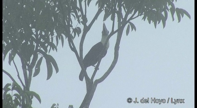 Tucán Pechiblanco (cuvieri/inca) - ML201372221