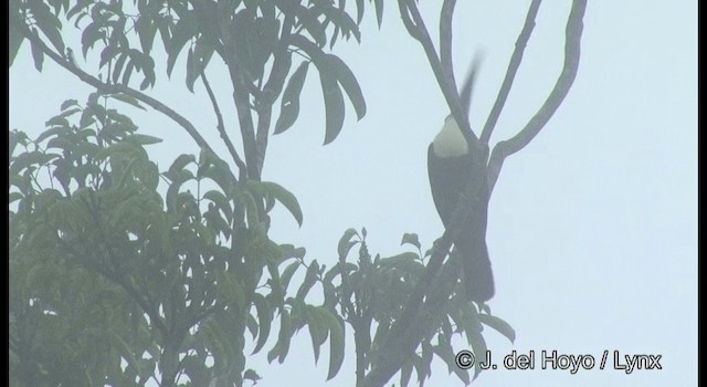 Toucan à bec rouge (cuvieri/inca) - ML201372231