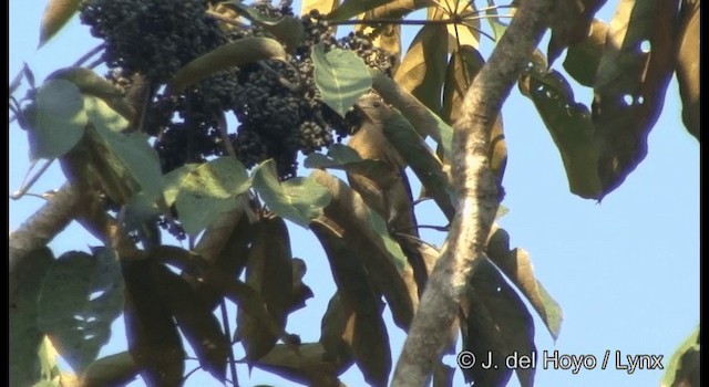 Zorzal Cacao (grupo fumigatus) - ML201372321