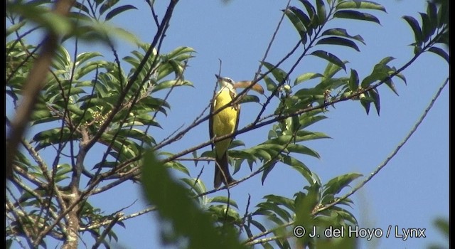 White-throated Kingbird - ML201372351