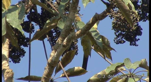 White-throated Kingbird - ML201372361