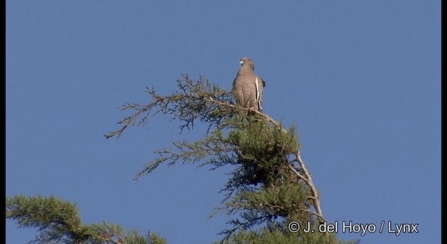 Picazuro Pigeon - ML201372401