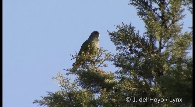 アケボノインコモドキ - ML201372411