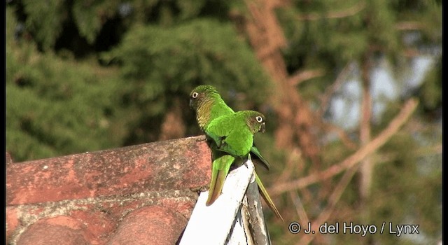 Kahverengi Kulaklı Papağan (frontalis) - ML201372421