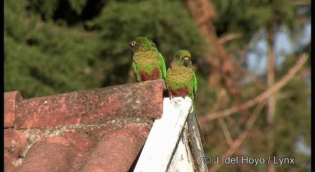 Kahverengi Kulaklı Papağan (frontalis) - ML201372431