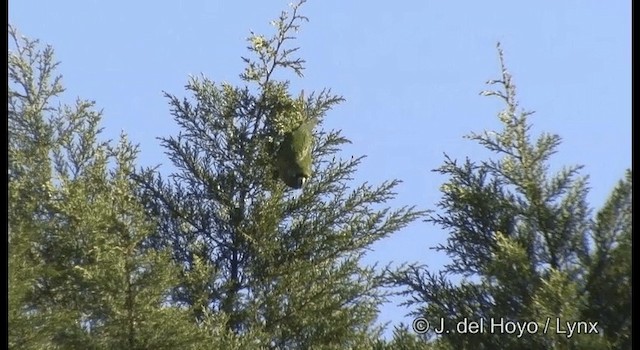 Kahverengi Kulaklı Papağan (frontalis) - ML201372441