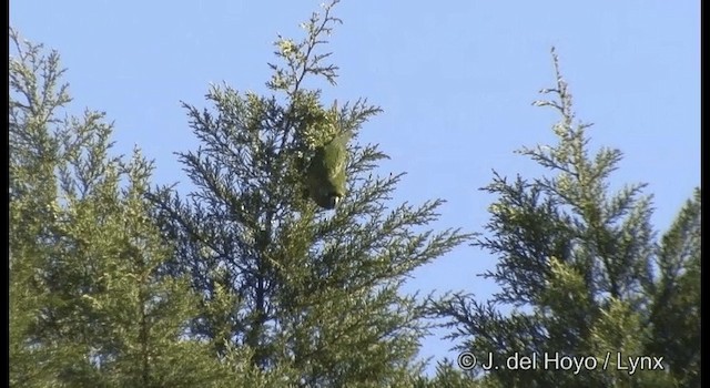 Maroon-bellied Parakeet (Maroon-tailed) - ML201372441