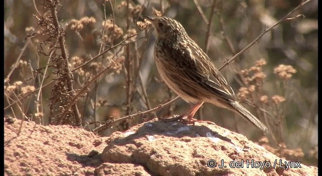 Hellmayr's Pipit - ML201372481